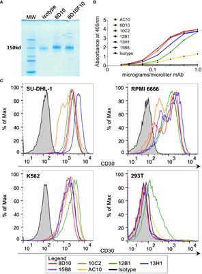 Novel anti-<mark class="highlighted">CD30</mark>/CD3 bispecific antibodies activate human T cells and mediate potent anti-tumor activity